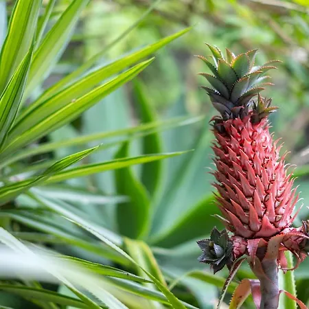 Casa Clivias Ponta Delgada