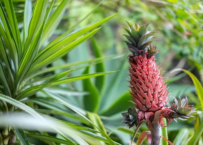 Casa Clivias Ponta Delgada (Sao Miguel)